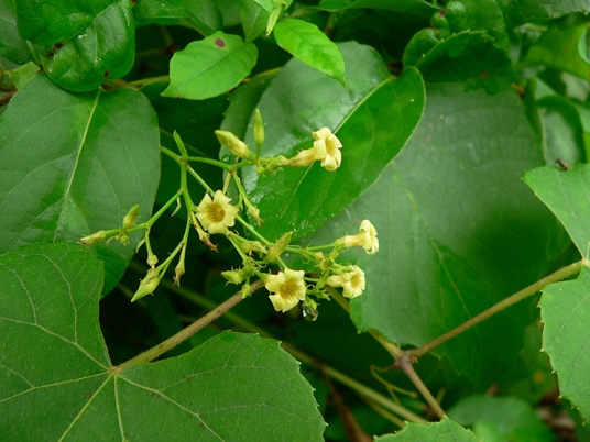 {Thyrsanthella difformis}